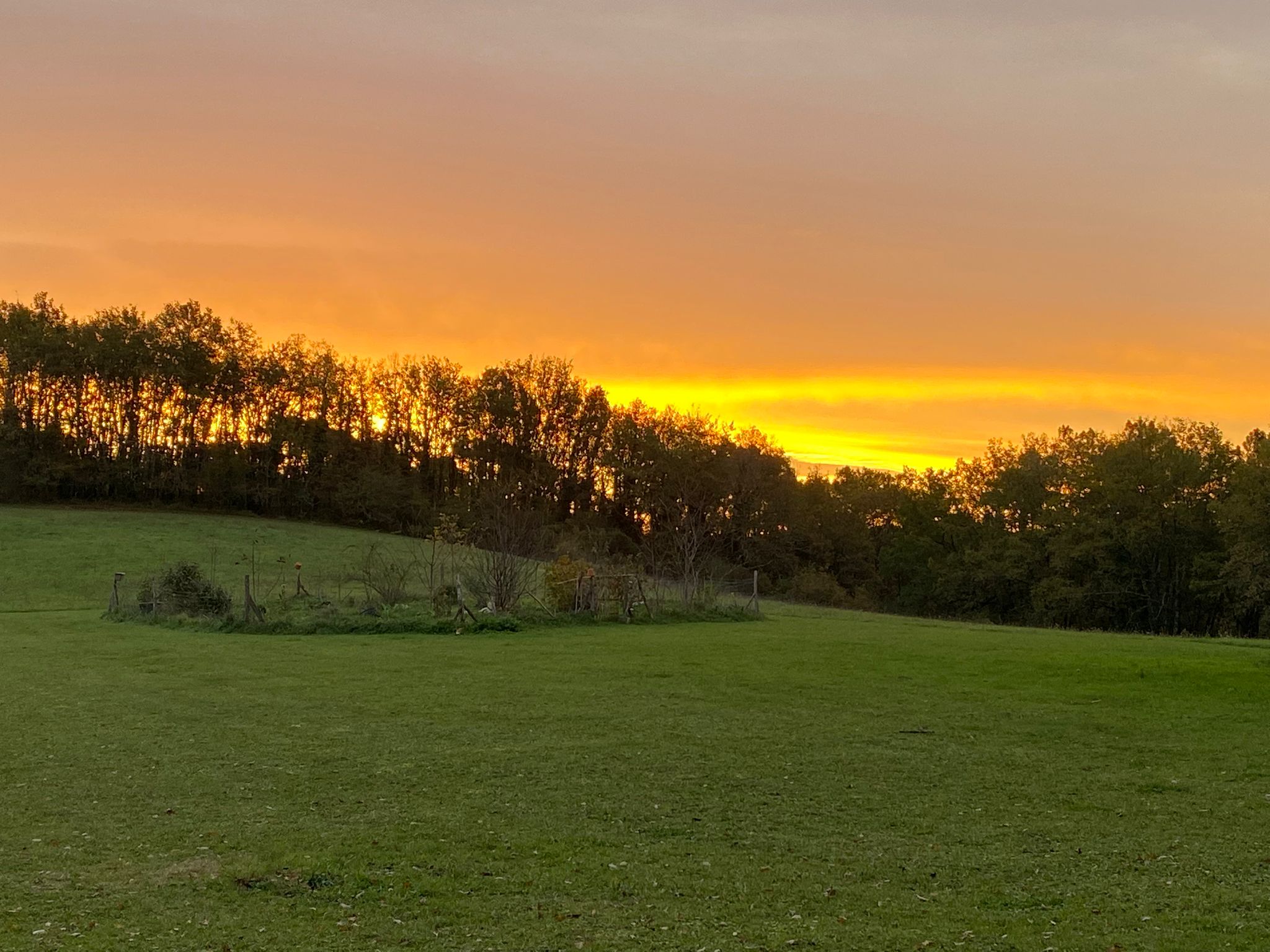 Ciel d'or sur la lisière du bois